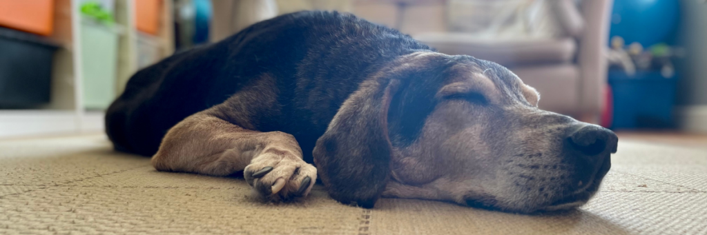 Humphrey the Serbian Hound, dog sleeping peacefully