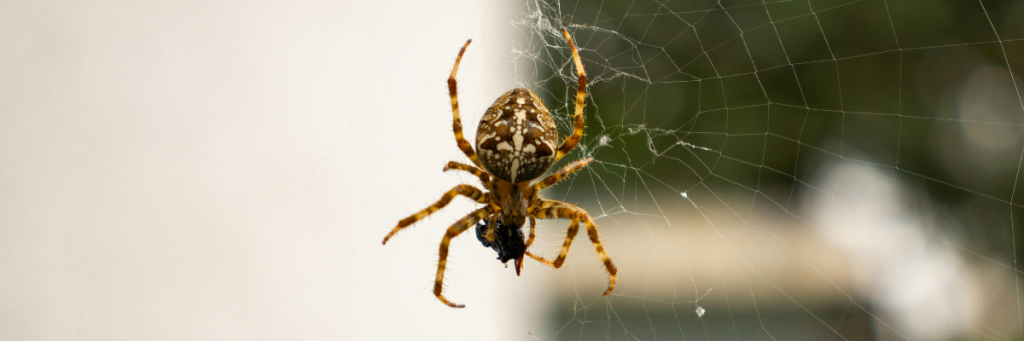 spider