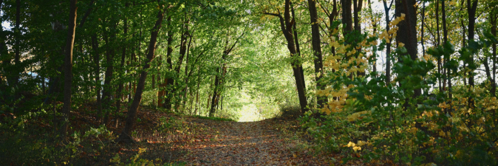 woodland path