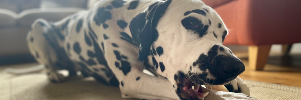 Dalmatian Dog Chewing Toy