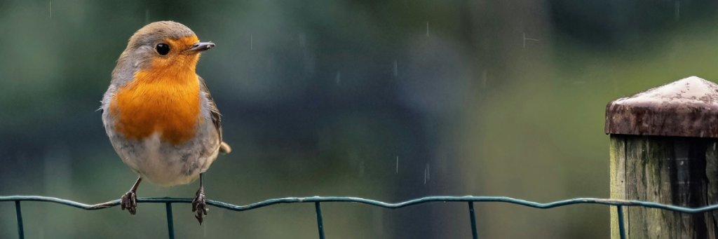 Robin bird on fence
